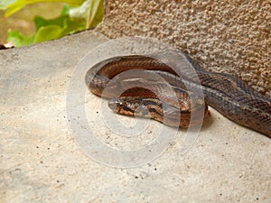 Vipera berus