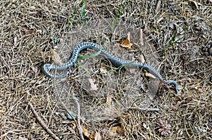 Vipera berus, also known as Marlies, Prags, Bardas or the common European adder or common European viper in Belarus forest.