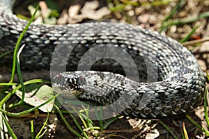 Vipera berus,close-up of poisonous snake