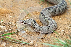 Vipera berus coming towards the camera