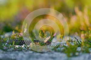 Vipera berus, European adder, beautiful snake in the nature habitat. Viper with evening light in the heather plant. Snake with red