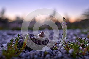 Vipera berus, European adder, beautiful snake in the nature habitat. Viper with evening light in the heather plant. Snake with red