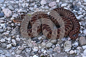 Vipera berus, European adder, beautiful snake in the nature habitat. Viper with evening light in the heather plant. Snake with red