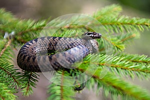 Vipera berus poisonous viper in summer on branch the of tree