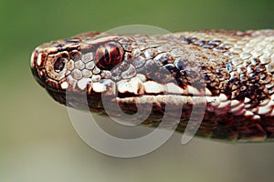 Vipera Berus snake head detail