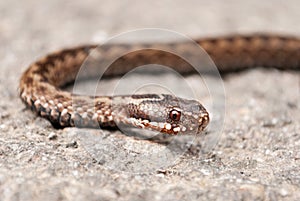 Vipera Berus