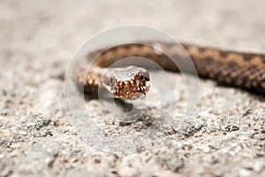 Vipera Berus