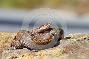 Vipera berus standing on a stone in natural habitat