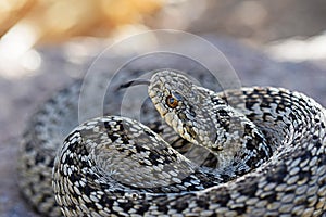 Vipera eriwanensis close up of head