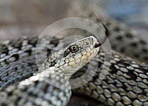 Vipera eriwanensis portrait