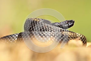 Vipera nikolskii in natural habitat