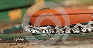 Vipera palaestinae in a terrarium