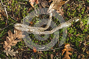 Vipera skin rest after shedding