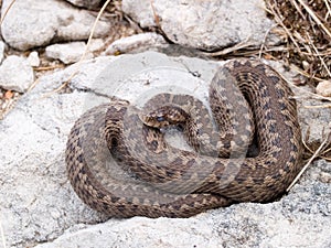 Vipera ursinii macrops