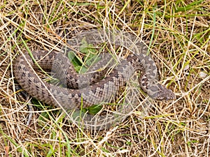 Vipera ursinii macrops