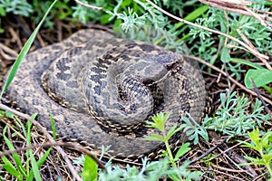 Vipera ursinii or meadow viper
