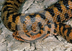 VIPERE ASPIC vipera aspis