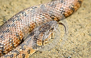 Viperine snake in Andalusia Spain