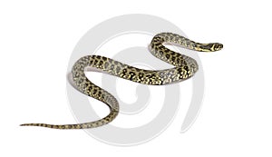 Viperine water snake crawling away, Natrix maura, nonvenomous and Semiaquatic snake