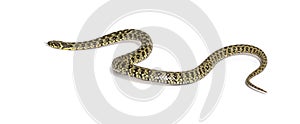 Viperine water snake crawling away, Natrix maura, nonvenomous and Semiaquatic snake