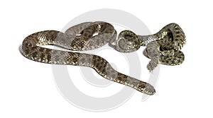 Viperine water snake, Natrix maura, nonvenomous and Semiaquatic snake