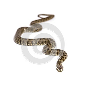 Viperine water snake, Natrix maura, nonvenomous and Semiaquatic snake