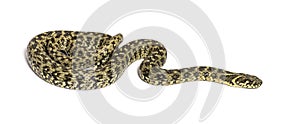 Viperine water snake, Natrix maura, nonvenomous and Semiaquatic snake photo