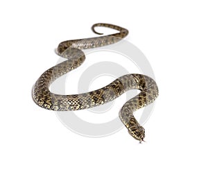 Viperine water snake, Natrix maura, nonvenomous and Semiaquatic snake photo