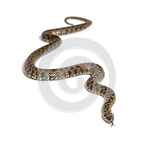 Viperine water snake, Natrix maura, nonvenomous and Semiaquatic snake photo