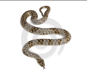 Viperine water snake, Natrix maura, nonvenomous and Semiaquatic snake photo