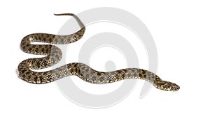 Viperine water snake, Natrix maura, nonvenomous and Semiaquatic snake photo