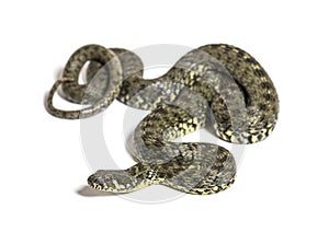Viperine water snake, Natrix maura, nonvenomous and Semiaquatic snake photo