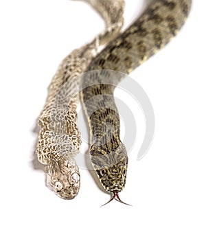 Viperine water snake, Natrix maura, Shedding Skin UK Molting, nonvenomous and Semiaquatic snake