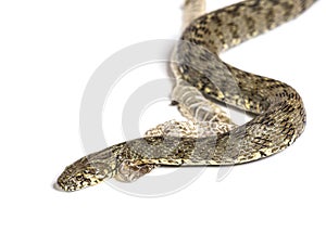 Viperine water snake, Natrix maura, Shedding Skin UK Molting, nonvenomous and Semiaquatic snake