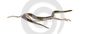 Viperine water snake, Natrix maura, Shedding Skin UK Molting, nonvenomous and Semiaquatic snake, Isolated on white photo