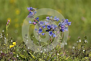 Vipers Bugloss