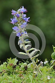 Vipers Bugloss