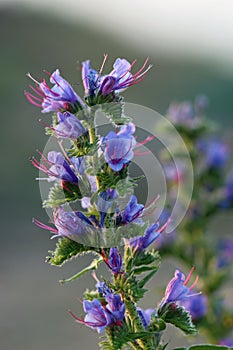 Vipers bugloss blue flowers in close up