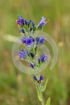 Vipers bugloss blue flowers in close up