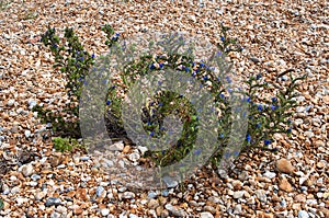 Vipers Bugloss [Echium vulgare ]