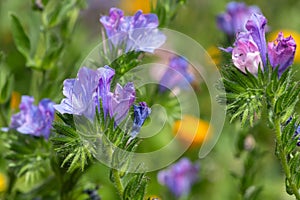 Vipers bugloss (echium vulgare) flowers