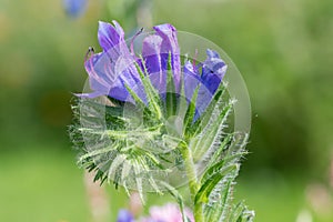 Vipers bugloss (echium vulgare) flowers