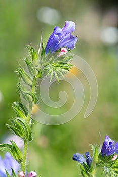 Vipers bugloss (echium vulgare) flowers