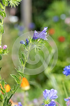 Vipers bugloss (echium vulgare) flowers