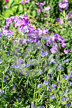 Vipers bugloss (echium vulgare) flowers