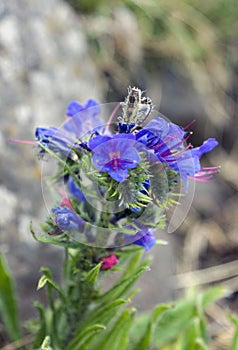 Vipers Bugloss Flower