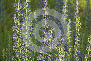 Vipers bugloss flowers