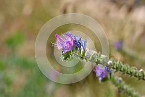 Vipers bugloss