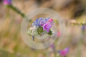 Vipers bugloss