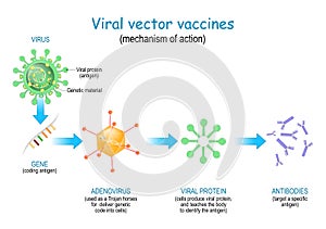 Viral vector vaccines